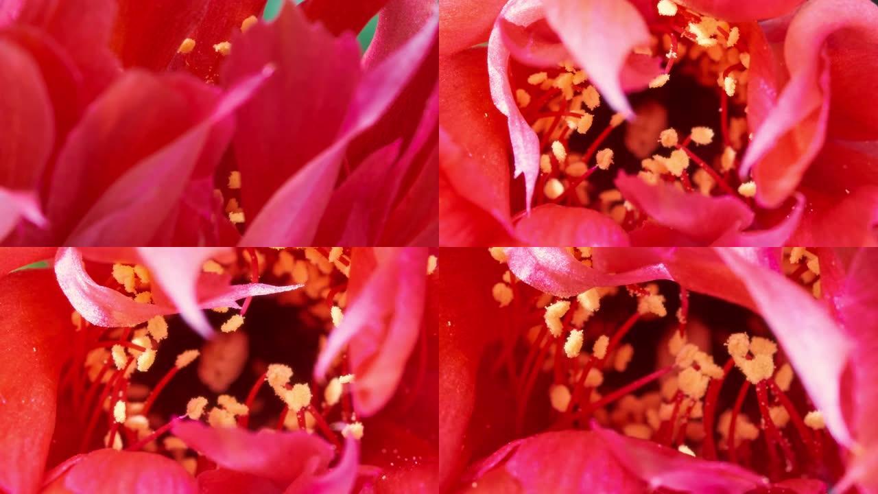 时间流逝视频中的紫锥菊花开放