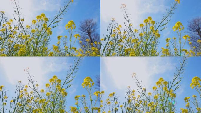 油菜花在风中摇曳田园风光春暖花开油料作物