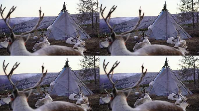 驯鹿在冬天靠近蒙古的帐篷