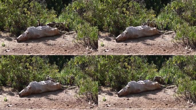 Griffon Vulture (Gyps fulvus) 在Gondar附近的埃塞俄比亚从死牛中进