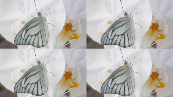 春天的蝴蝶和兰花