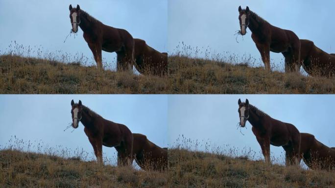 马在蓝天下的山坡上吃草