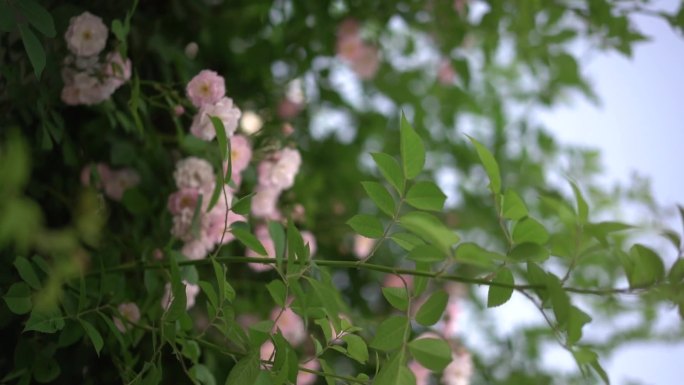 蔷薇花 春 绿植 初夏 盛开