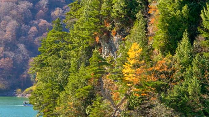 日本黑部水坝山边的树木