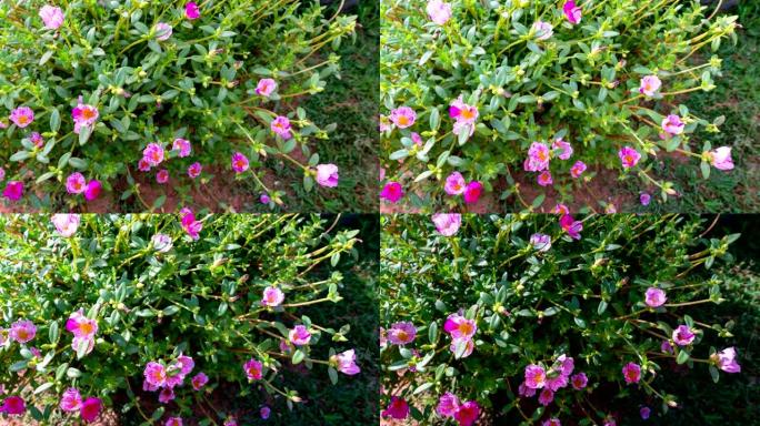 蜜蜂在美丽的花朵之间飞在花园的时间流逝视频自然镜头