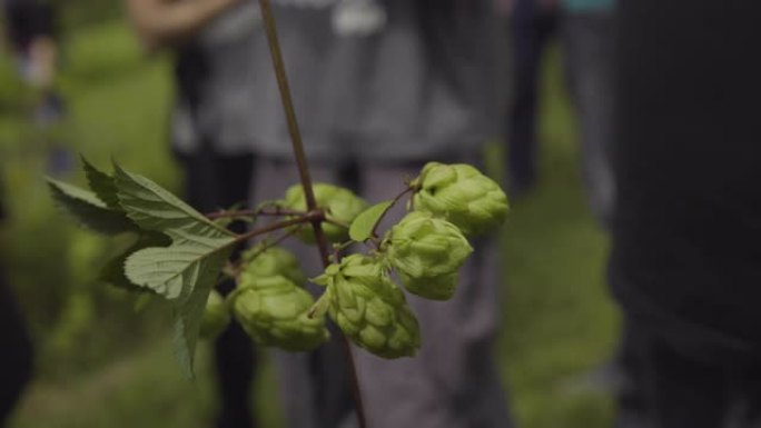 植物啤酒花