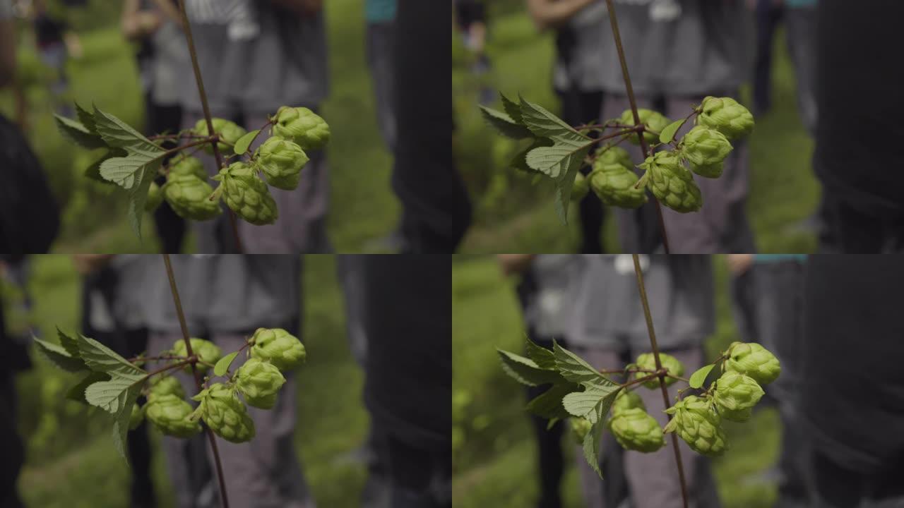 植物啤酒花