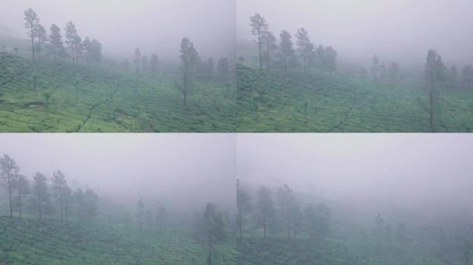 印度喀拉拉邦蒙纳浓雾中的茶园。印度景观的空中无人机视图