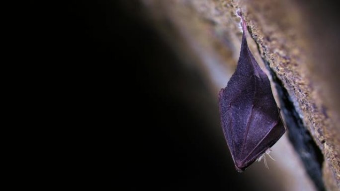 冬眠时，沉睡的马蹄蝙蝠倒挂在山洞中。