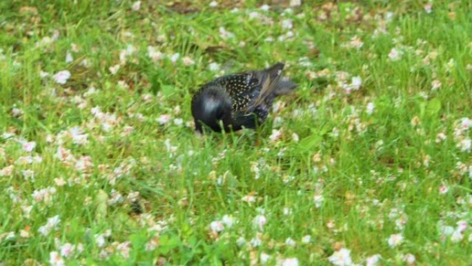 黑鸟在花园里吃东西。特写。鸟黄喙的黑鸟在公园的绿草上行走并进食。