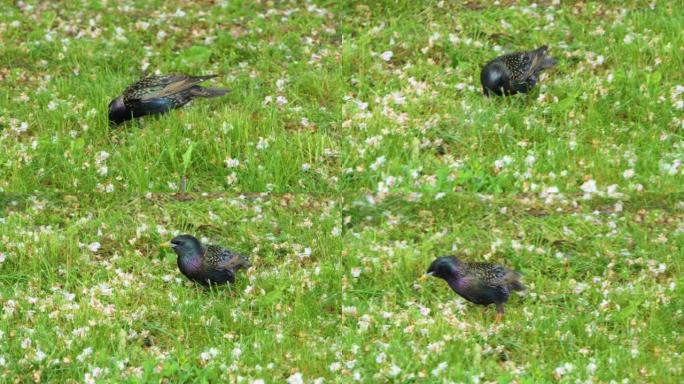 黑鸟在花园里吃东西。特写。鸟黄喙的黑鸟在公园的绿草上行走并进食。