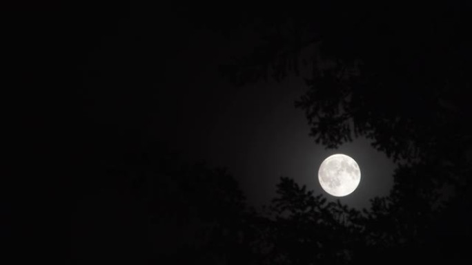 满月在夜晚黑暗的森林树木中陷害