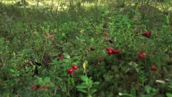 树林里的小红莓。