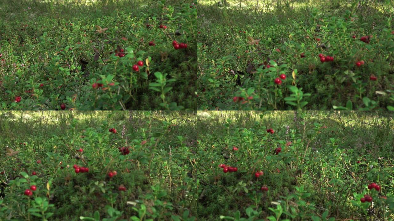 树林里的小红莓。
