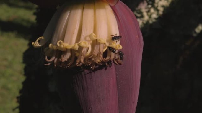 蜜蜂从森林中的热带香蕉树幼花中收集花蜜