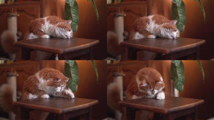 美丽的橙色猫在木椅上追逐一个小饼干