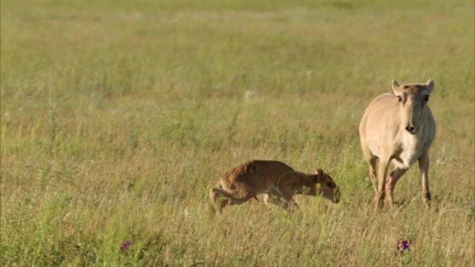 Saiga (女性)，margach或saiga (男性) lat。Saiga tatarica)。