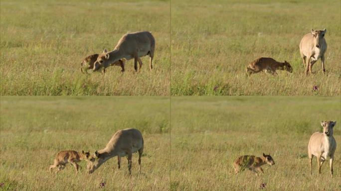 Saiga (女性)，margach或saiga (男性) lat。Saiga tatarica)。