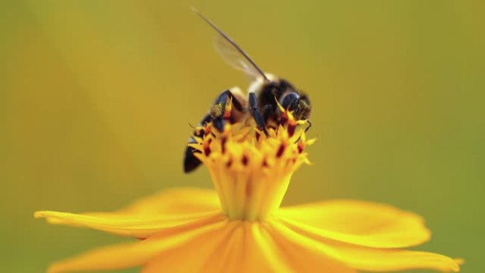 蜜蜂蜜蜂特写花心采蜜近景