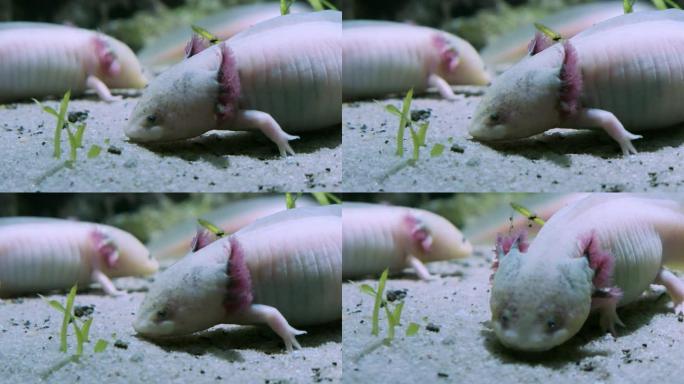 墨西哥河底ambystoma axolotl墨西哥蝾螈