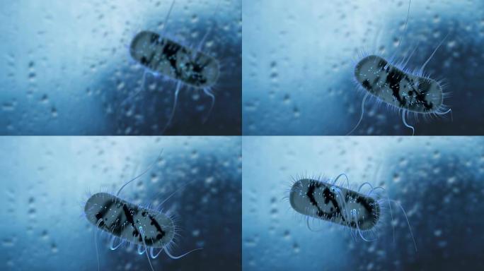 运动中的细菌大肠杆菌细菌。具有景深的美丽3d动画。