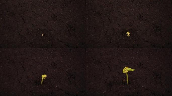 种植芸豆的时间流逝，根植于地面