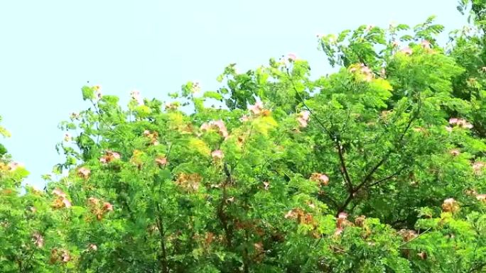 雨树、东印度核桃、猴荚粉色花和天空
