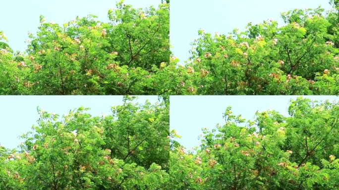 雨树、东印度核桃、猴荚粉色花和天空