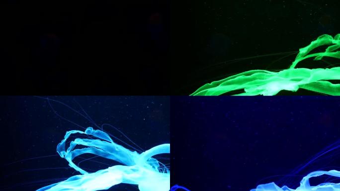 闪亮充满活力的荧光水母在水下发光，黑暗霓虹灯动态脉动紫外线模糊无缝循环背景。幻想催眠神秘舞蹈。磷光宇