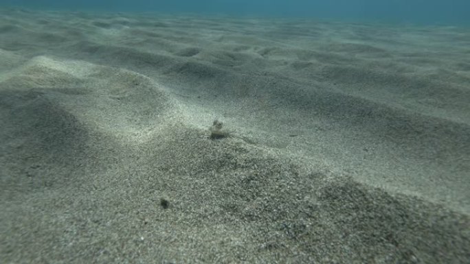 比目鱼位于沙底。宽眼比目鱼 (bopus podas) 水下射击。地中海，欧洲。