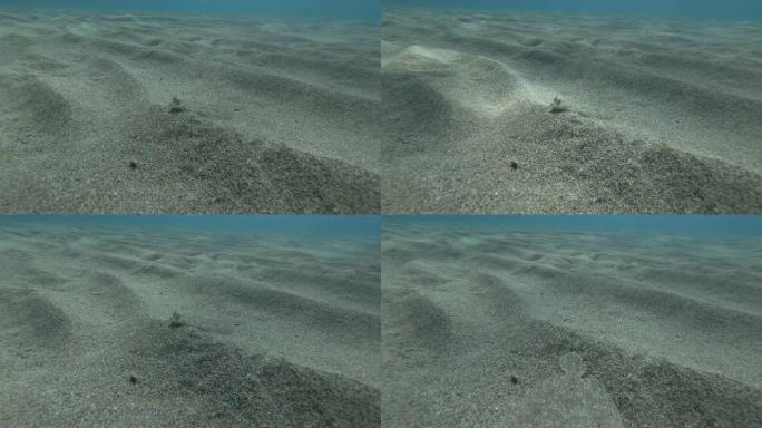 比目鱼位于沙底。宽眼比目鱼 (bopus podas) 水下射击。地中海，欧洲。