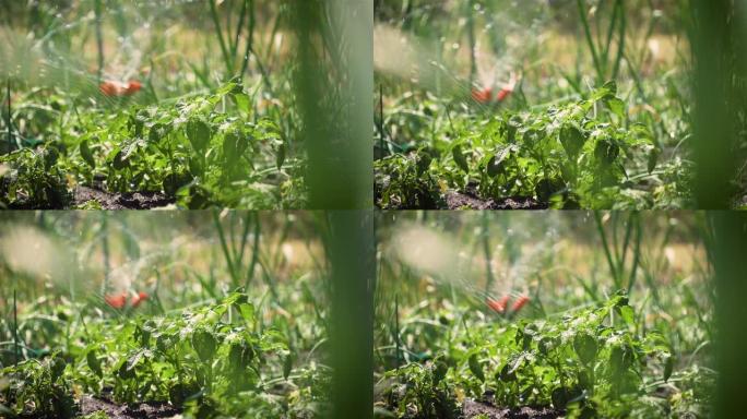 草坪洒水灌溉将水滴溅到植物土豆，洋葱和其他蔬菜上