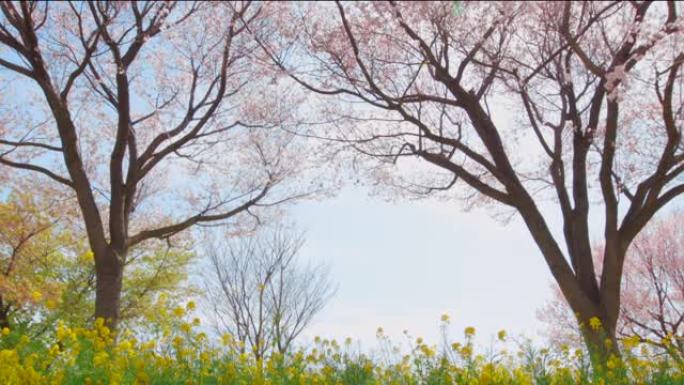 油菜花和樱花在风中摇曳