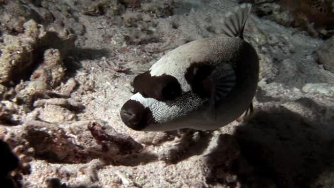 放线菌河豚箱鱼，珊瑚中白色，在水下寻找食物。
