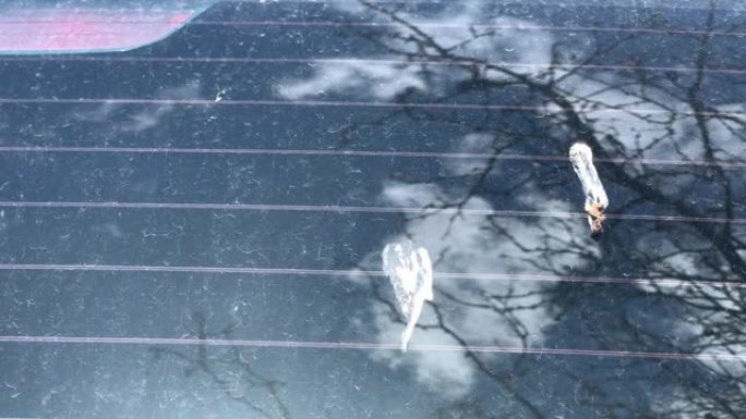 特写镜头显示停在树下的汽车后挡风玻璃上讨厌的鸟粪的移动镜头