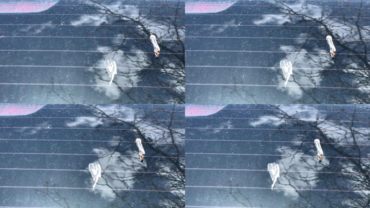 特写镜头显示停在树下的汽车后挡风玻璃上讨厌的鸟粪的移动镜头