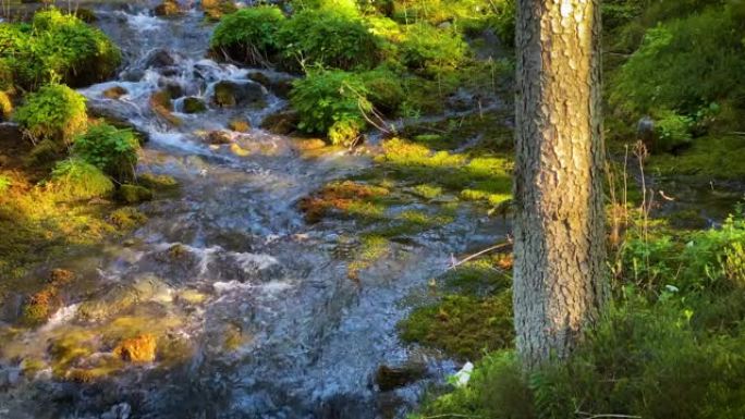 流经森林的溪流山泉水森林溪流纯净水源
