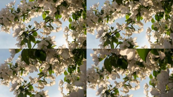 苹果树开花，苹果树的树枝随风而扫。春天果树开花。