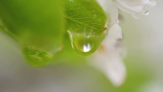 水滴在大自然的梨花上雨后雨滴