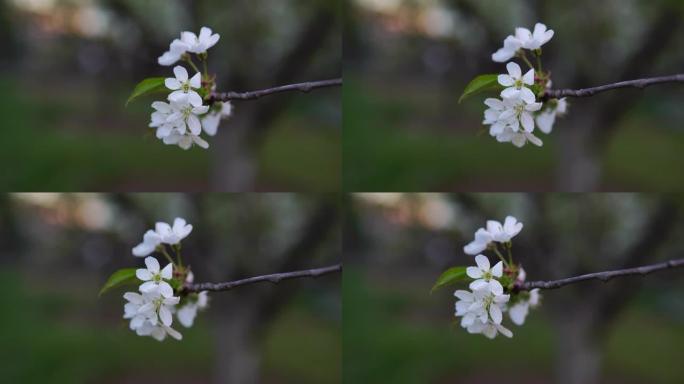 大自然中的梨花