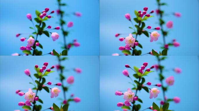 春天花朵绽放过程植物延时摄影