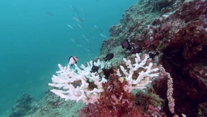 热带珊瑚礁海洋酸化中的珊瑚漂白