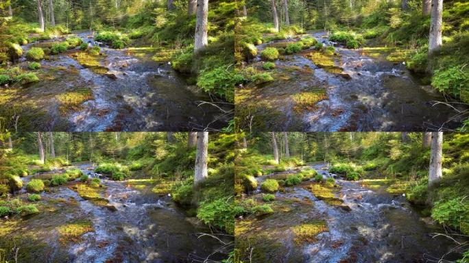 流经森林的溪流无人光线透过树林森林小河