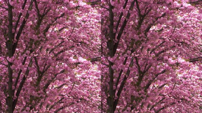 樱花粉色粉花红花