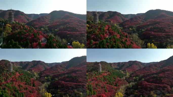 济南风景 红叶谷 秋天 4k航拍 08