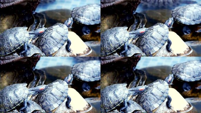 水池中的动物水龟