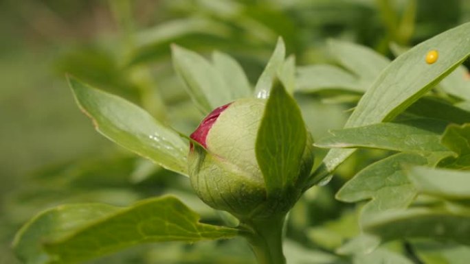 Paeonia peregrina浅层景深4K的开放