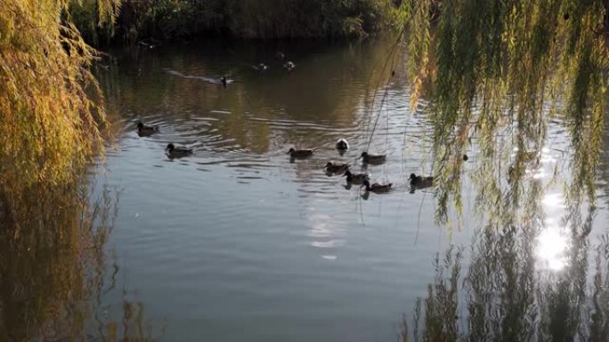 许多鸭子在柳树下的池塘里游泳