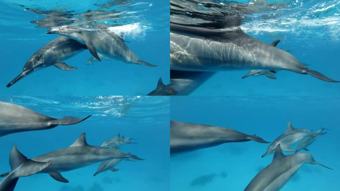 超慢动作，一群海豚慢慢靠近，游得很近。旋转海豚 (Stenella longirostris) 特写