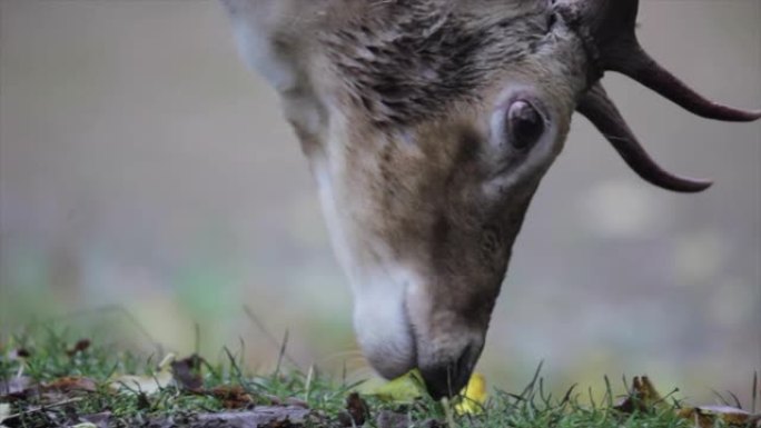 鹿角在英国国家公园放牧和进食